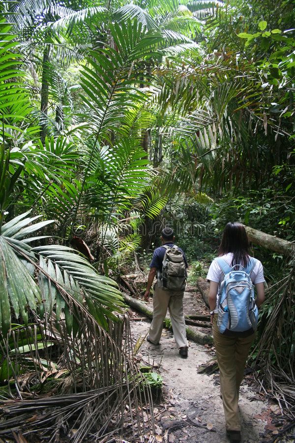 Andaman Forest