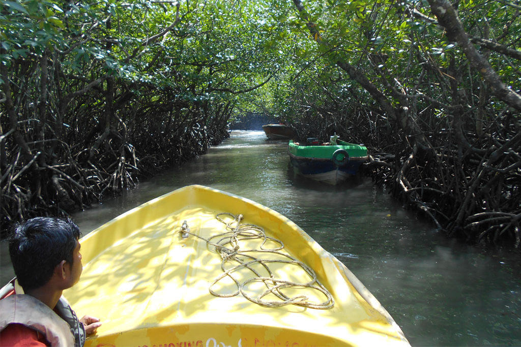Mangrove Cruise 1